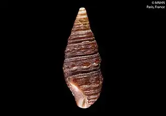 Turridrupa gatchensis