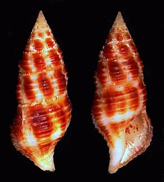 Turrilatirus craticulatus