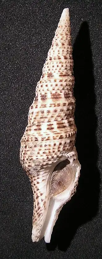Turris yeddoensis
