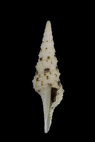 Turris normandavidsoni