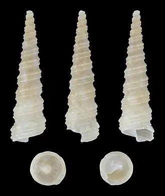 Turritella columnaris