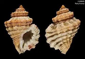 Turritriton labiosus