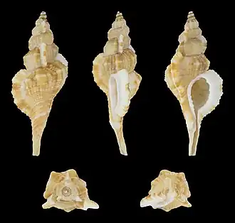 Turritriton tenuiliratus