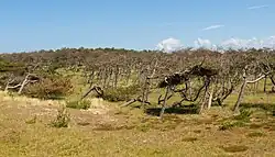 Duingebied Pettemerduinen