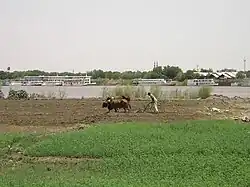 Landbouw op Tuti-eiland