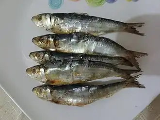 Sardinella fimbriata