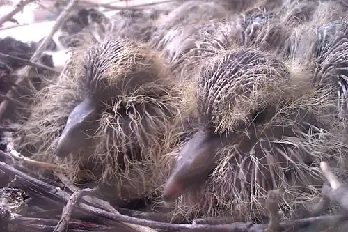 Jongen van een Turkse tortel, nog geen week uit het ei