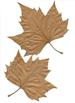 Twee bladeren met bruinige herfstkleur