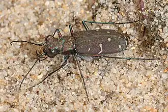 Cicindela duodecimguttata