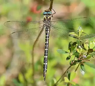 Cordulegaster maculata