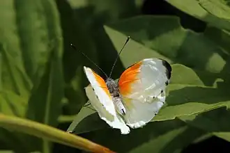 Mylothris rueppellii