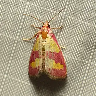 Phoenicophanta bicolor