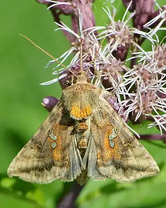 Autographa bimaculata