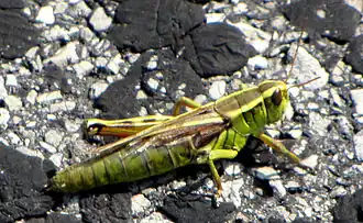 Melanoplus bivittatus