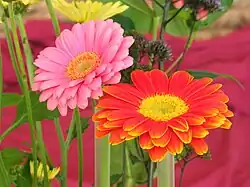 Gerbera