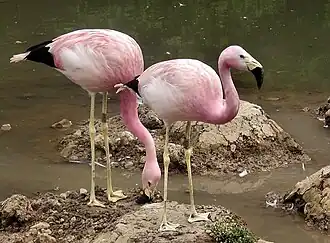 Andesflamingo
