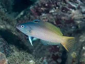 Halichoeres prosopeion