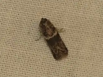 Tylochares cosmiella