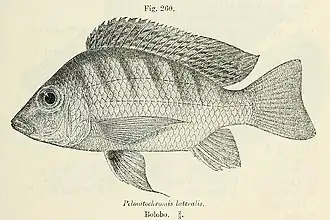 Tylochromis lateralis