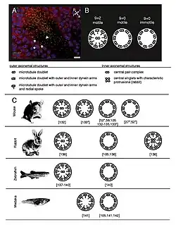 Verschillende trilharen bij verschillende dieren. Klassieke beweeglijke cilia (B) bezitten negen buitenste microtubuli-doubletten die een ring vormen rond een centraal paar (CP) van enkele microtubuli, genaamd 9 + 2 axonemen. De buitenste microtubulus-doubletten bezitten dyneïne-armen die de ritmische beweging van de axonemen aandrijven. A: Immunofluorescentie kleuring waarbij polycystine-2 (rood) wordt gedetecteerd in primitieveknoopmonocilia van een met GFP-fusieproteïne (groen) gekleurd muizenembryo in het 2 somietenstadium. Primaire cilia die polycystine-2 bevatten, worden aangetroffen op endodermcellen grenzend aan de primitieve knoop (asterix).
