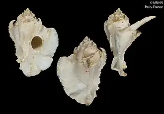 Typhina neocaledonica