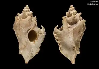 Typhinellus labiatus