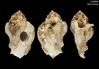 Typhisopsis coronatus