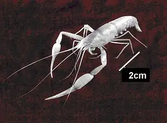 Typhlocaris ayyaloni