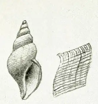 Typhlodaphne filostriata