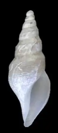 Typhlodaphne paratenoceras