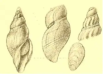 Typhlodaphne purissima
