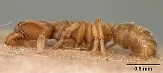 Typhlomyrmex pusillus