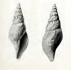 Typhlosyrinx supracostata