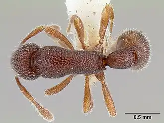 Tyrannomyrmex legatus