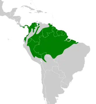 Geelkruinvliegenpikker