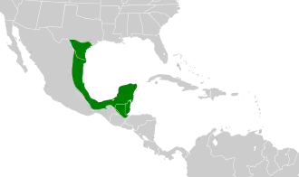 Texaanse koningstiran