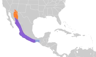 Diksnavelkoningstiran