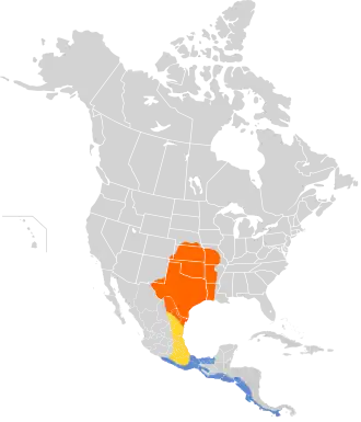 Zwaluwstaartkoningstiran
