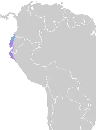 Sneeuwkeelkoningstiran