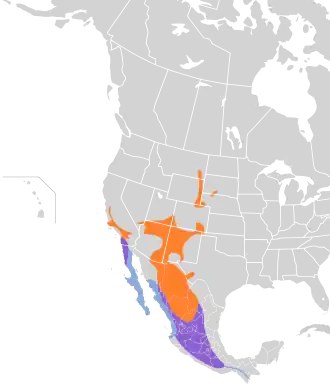 Cassins koningstiran