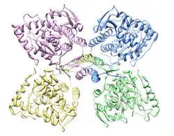 Ruimtelijke structuur van tyrosine-hydroxylase met vier afzonderlijke subunits.