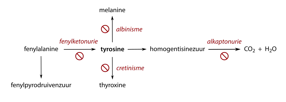 Een aantal klinisch relevante stofwisselingsroutes van tyrosine