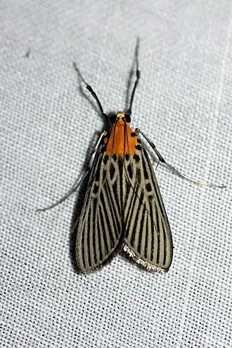 Tyspanodes flavolimbalis