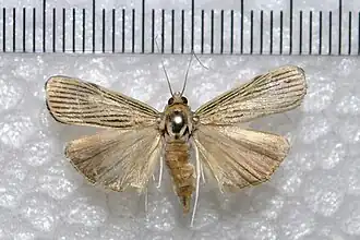 Tyspanodes linealis