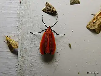 Tyspanodes nigrolinealis