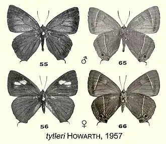Chrysozephyrus tytleri