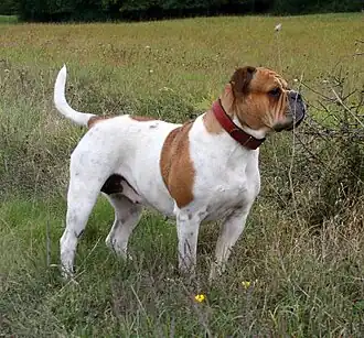 Olde English Bulldogge