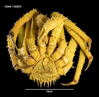 Neolithodes diomedeae