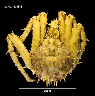 Neolithodes diomedeae