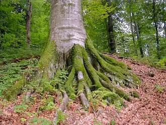 Zeer oude beuk (Fagus sylvatica) in het bergmassief Oeholka-Sjyroky.